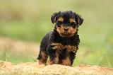 YORKSHIRE TERRIER 583